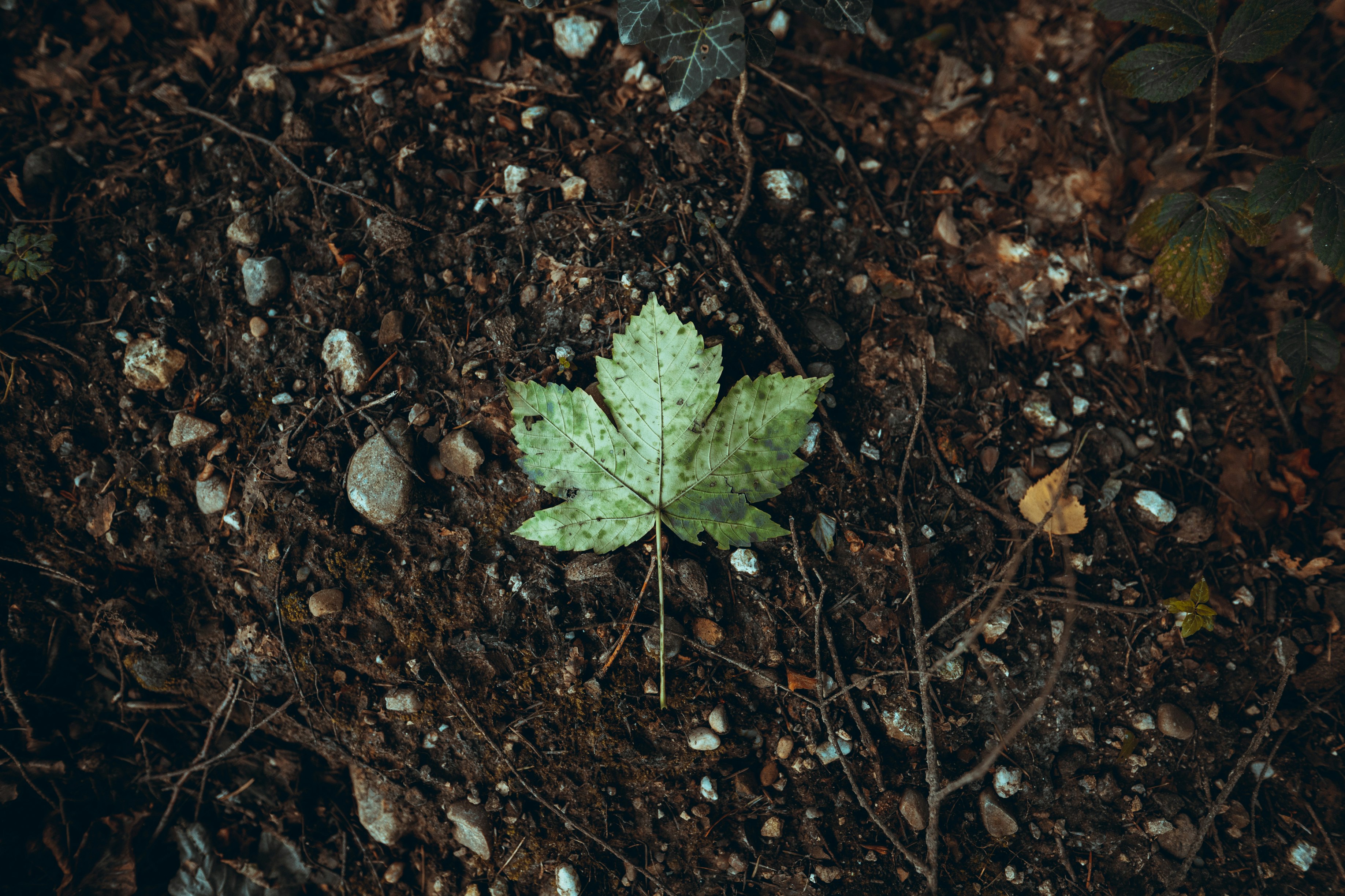 green leaf on brown soil